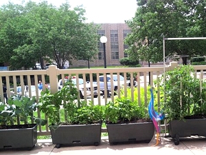 Container garden relocated to patio