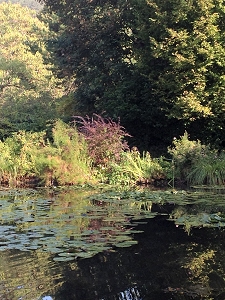 Lily ponds, a famous subject of Monet's paintings